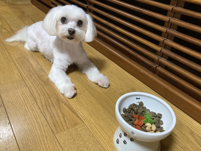 犬の画像