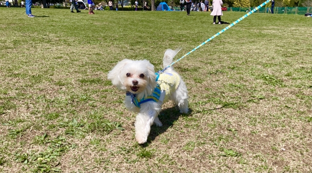 犬の画像
