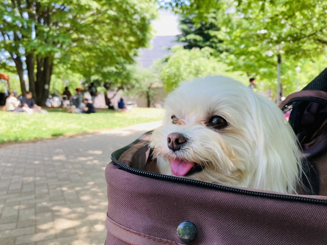 犬の画像