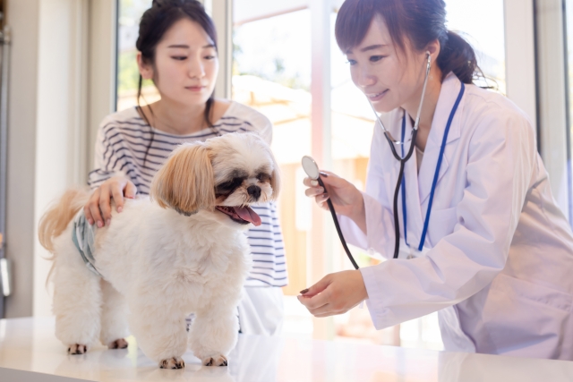 犬の画像