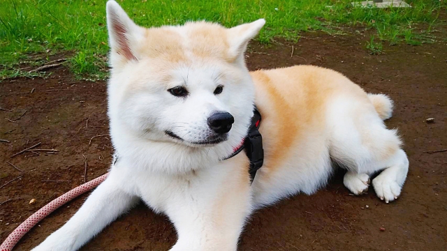 犬の画像